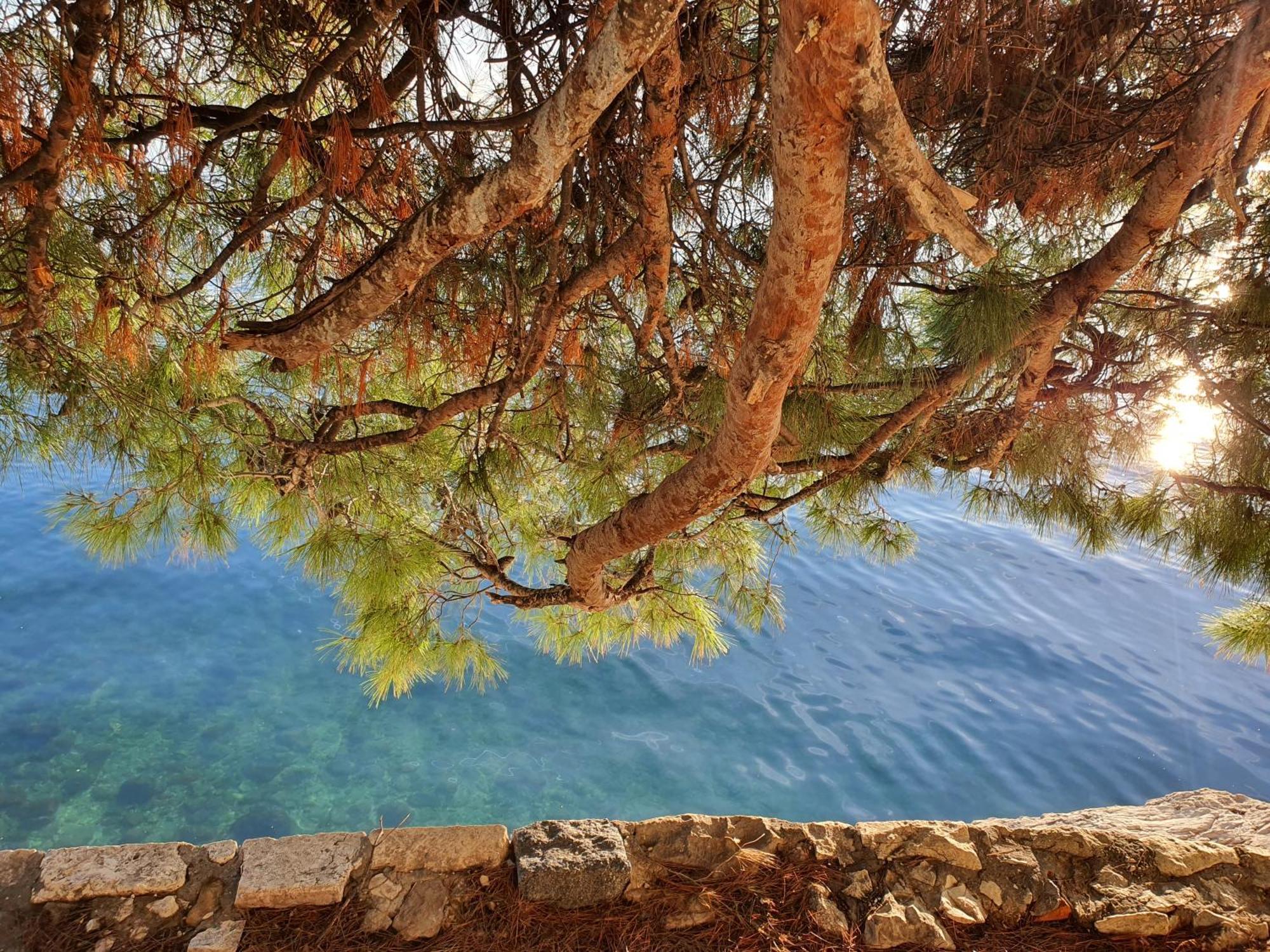 Violeta Hvar Hvar Town Dış mekan fotoğraf