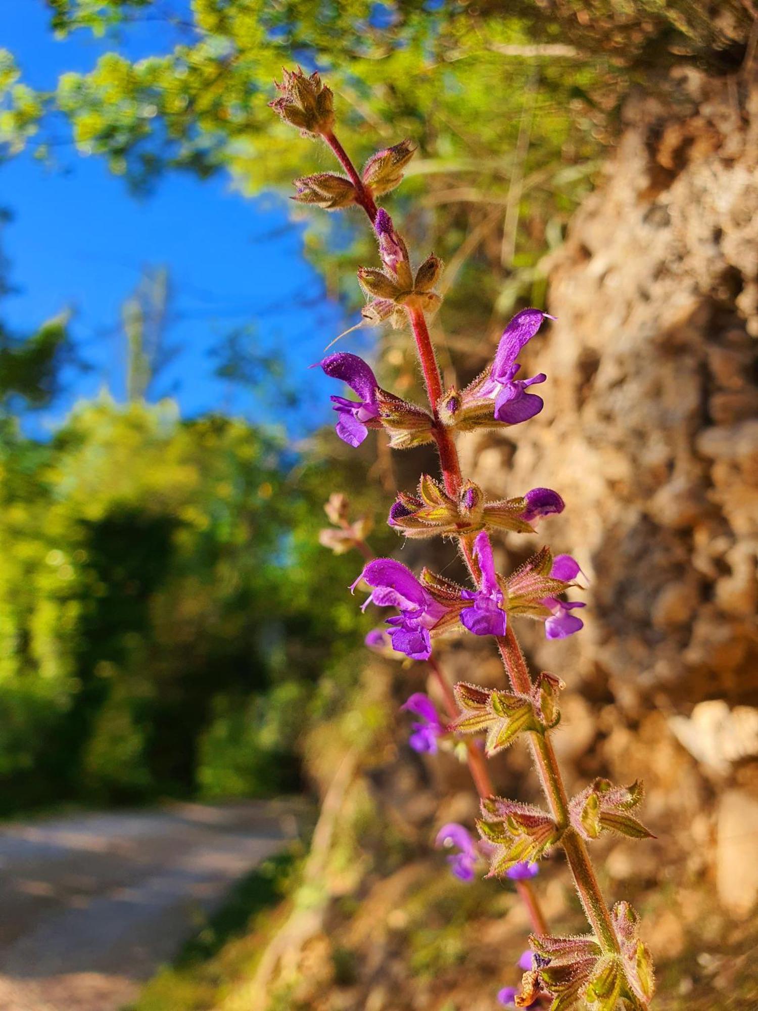 Violeta Hvar Hvar Town Dış mekan fotoğraf