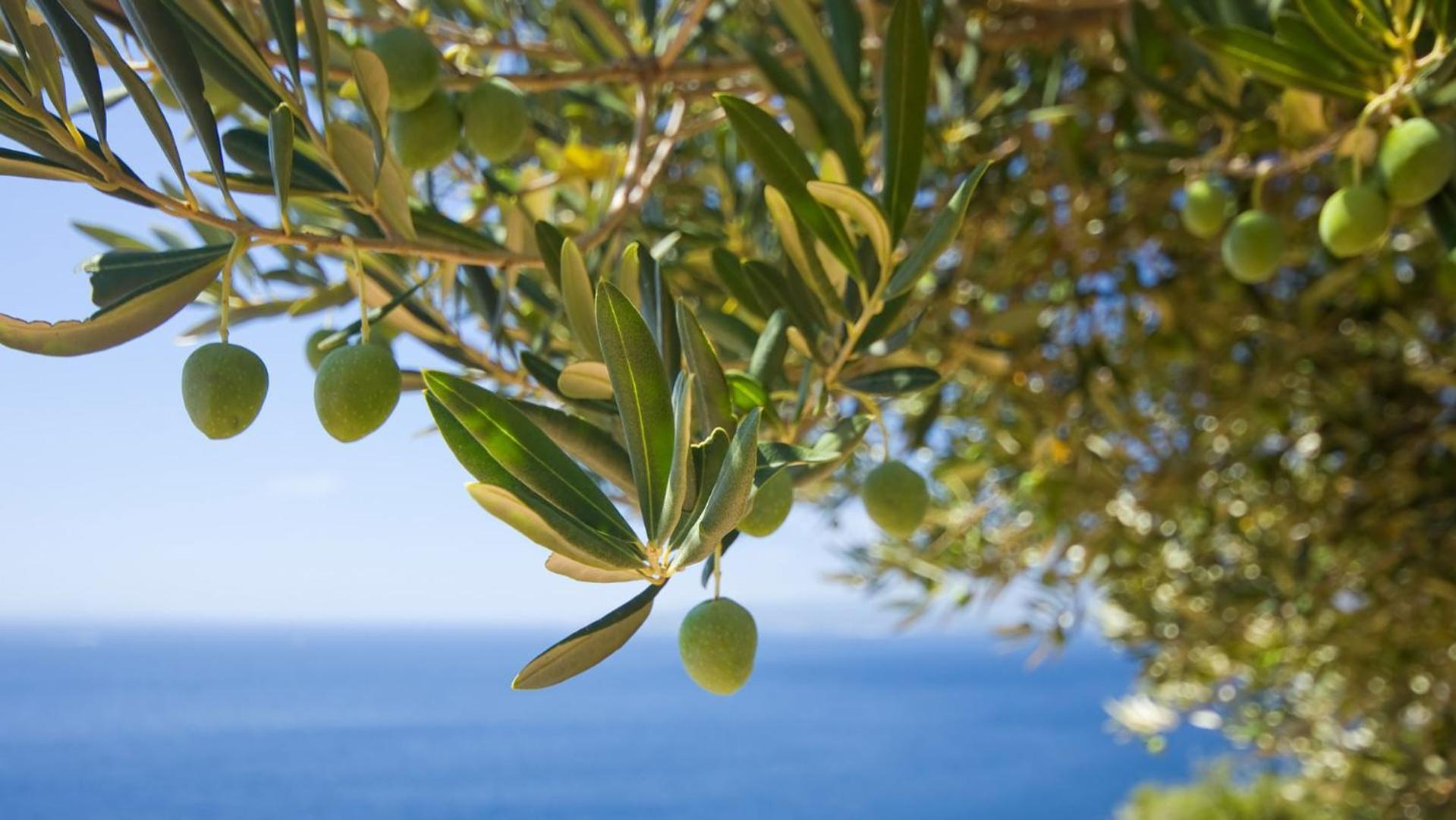 Violeta Hvar Hvar Town Dış mekan fotoğraf